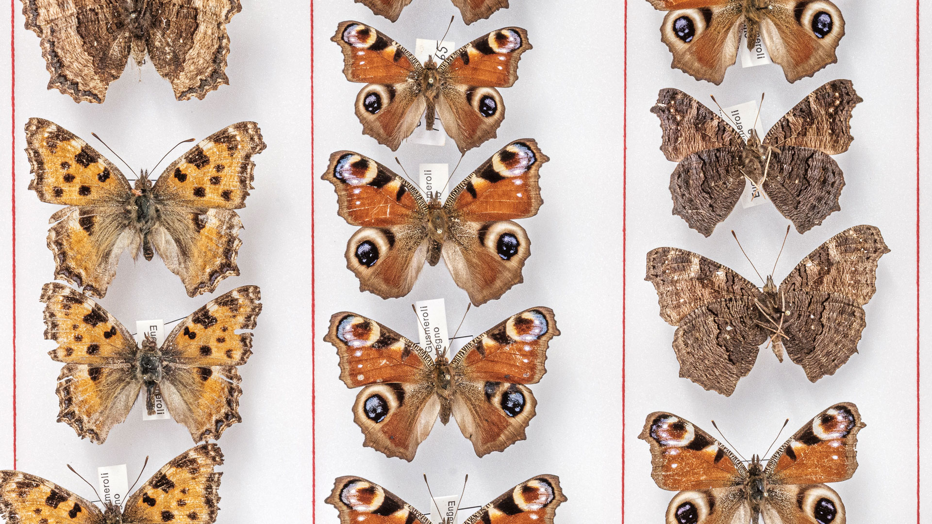 Raccolta di farfalle | Museo Storia naturale Morbegno