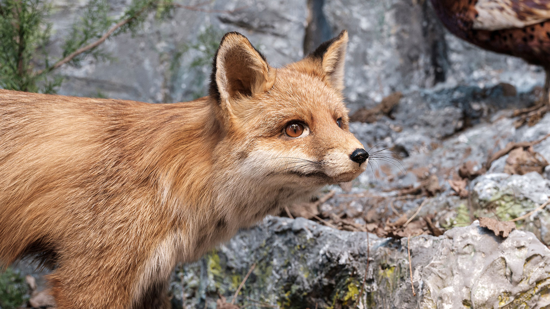 Volpe | Museo Storia naturale Morbegno