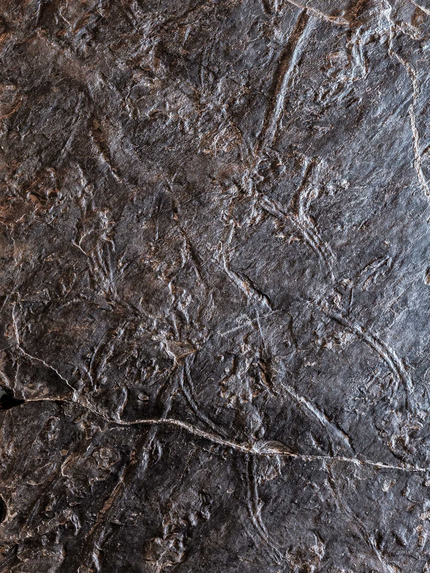 "La Casa del Tempo", Gerola Alta | Impronte fossili di tetrapodi